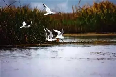 貴州威寧草海——云貴高原上的鳥類王國-電老虎網